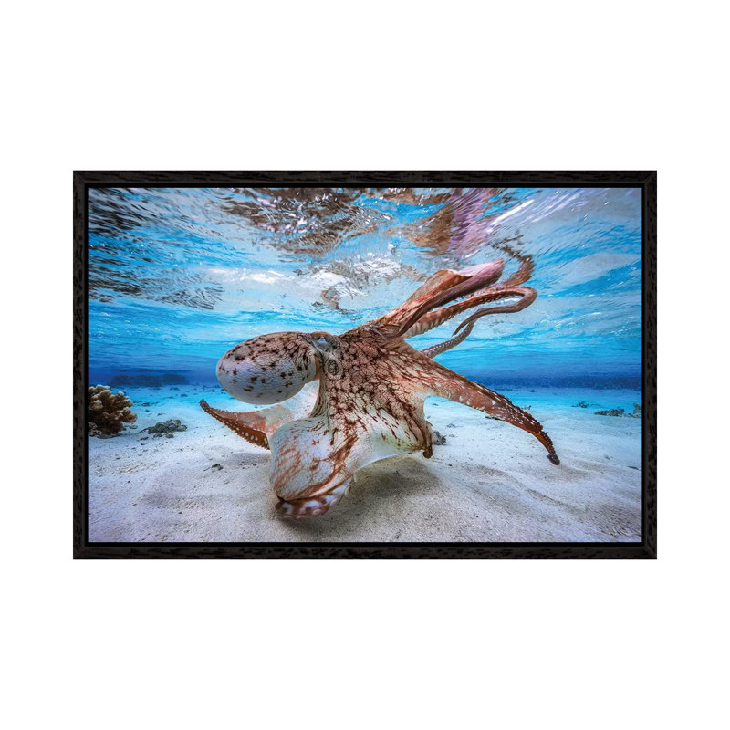 Dancing Octopus 1 Piece Wall Art on Canvas, 66.04 cm H x 45.72 cm W, Black Framed