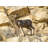 Bradeord Deer Weather Resistant Metal Garden Statue