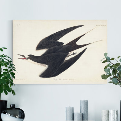 " Pl 235 Sooty Tern "