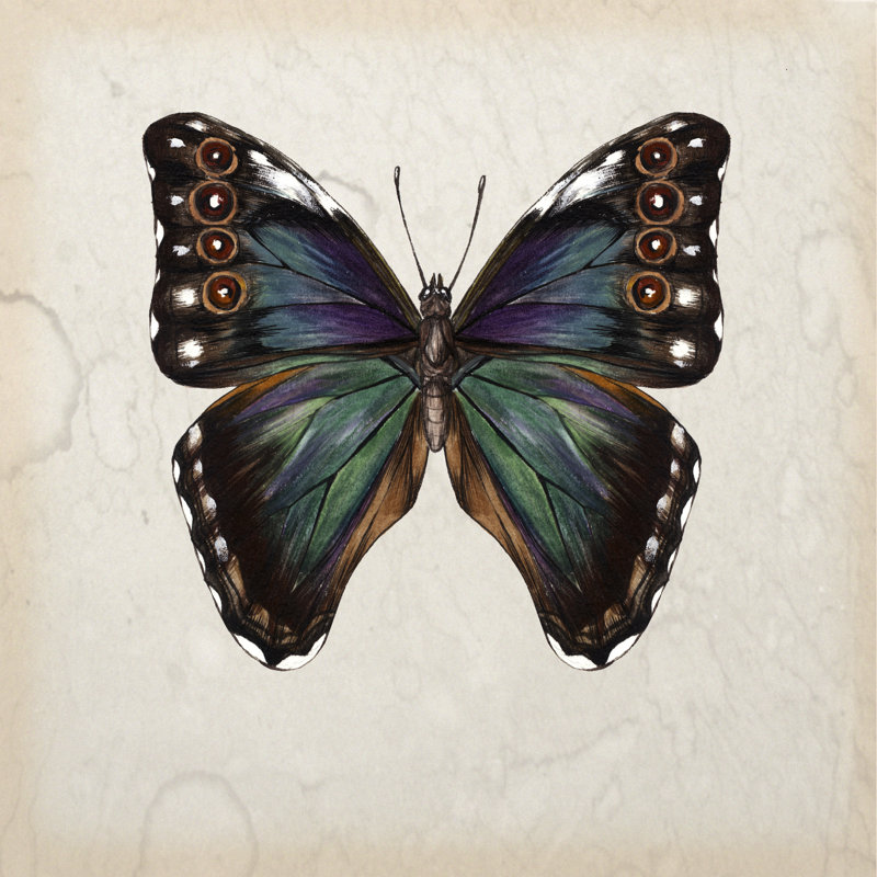 Étude de papillons III, H 20 po x l 20 po x P 1,25 po
