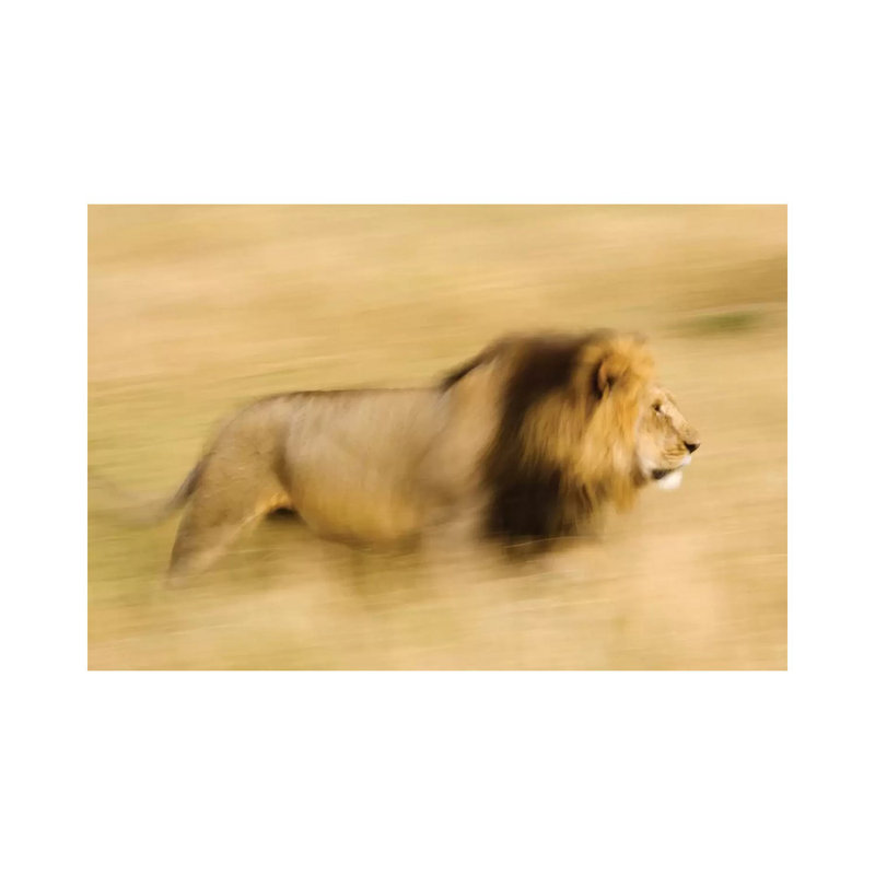 Africa, Kenya, Maasai Mara Motion Blur Of Walking Male Lion by Jaynes Gallery - Wrapped Canvas Print, 30.48 cm H x 45.72 cm W