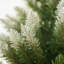 White Sprayed Christmas Tree With Pinecones-1315750958-1315750947