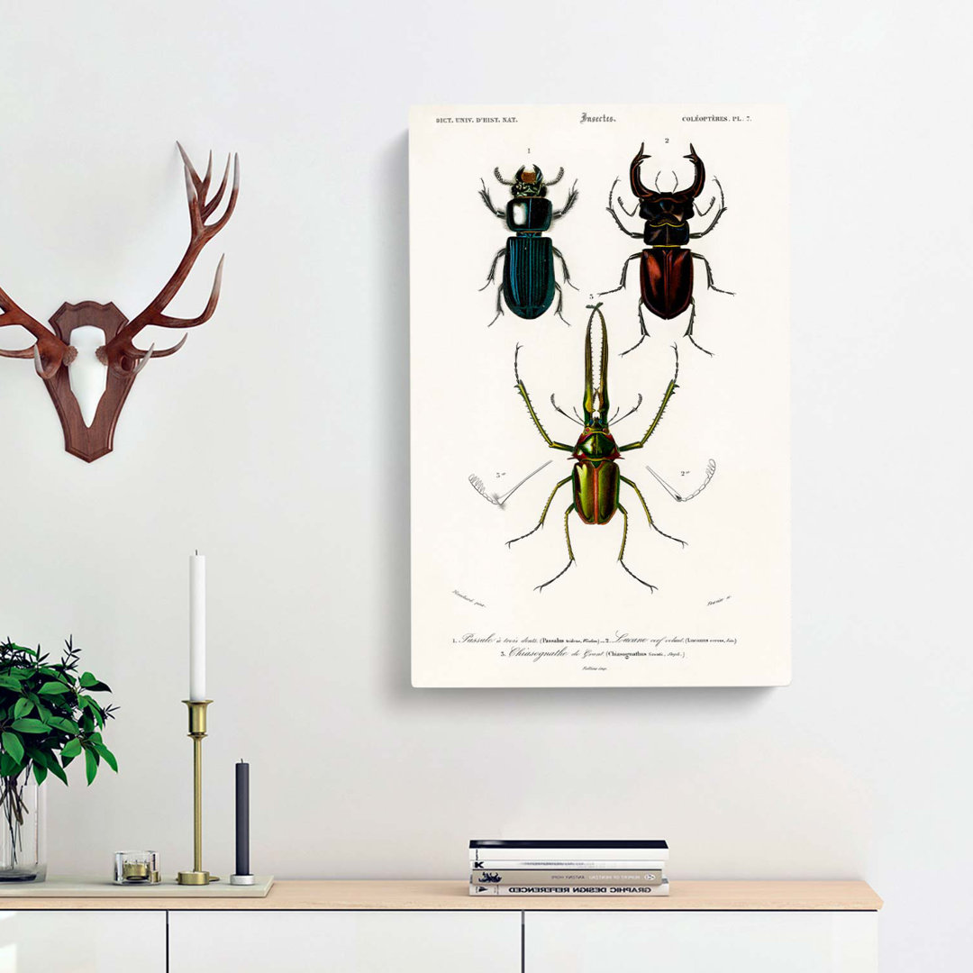 Beetle Illustrations PL. 7 by Charles D Orbigny - Wrapped Canvas