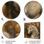Imprimé mural licornes blanches et dorées scintillantes III-813362465-813362494