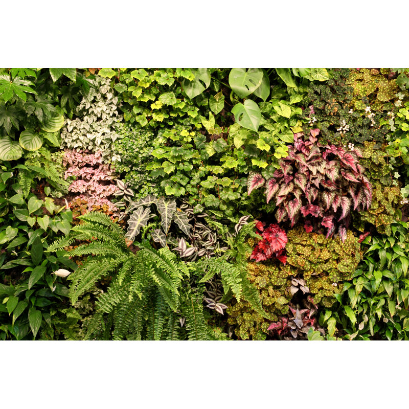 Plants - Wrapped Canvas Print, 81cm H x 122cm W x 3.8cm D