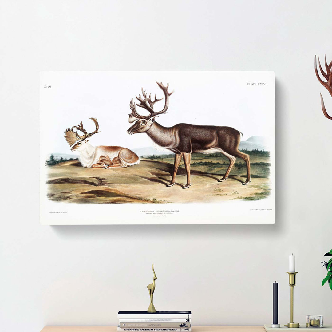 Caribou by J.W. Audubon - Wrapped Canvas