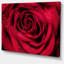 «Red Rose Petals with Rain Droplets», photographie-401517746-401517742