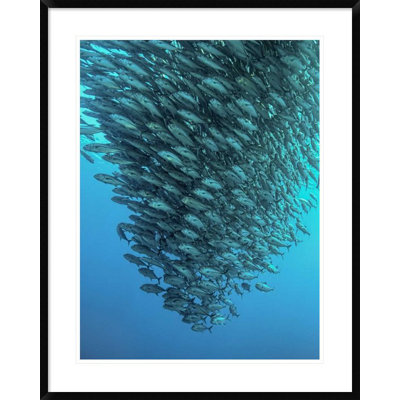 " Schooling Jackfishes " by Henry Jager