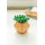 Ensemble de plantes succulent 2 pièces en pot