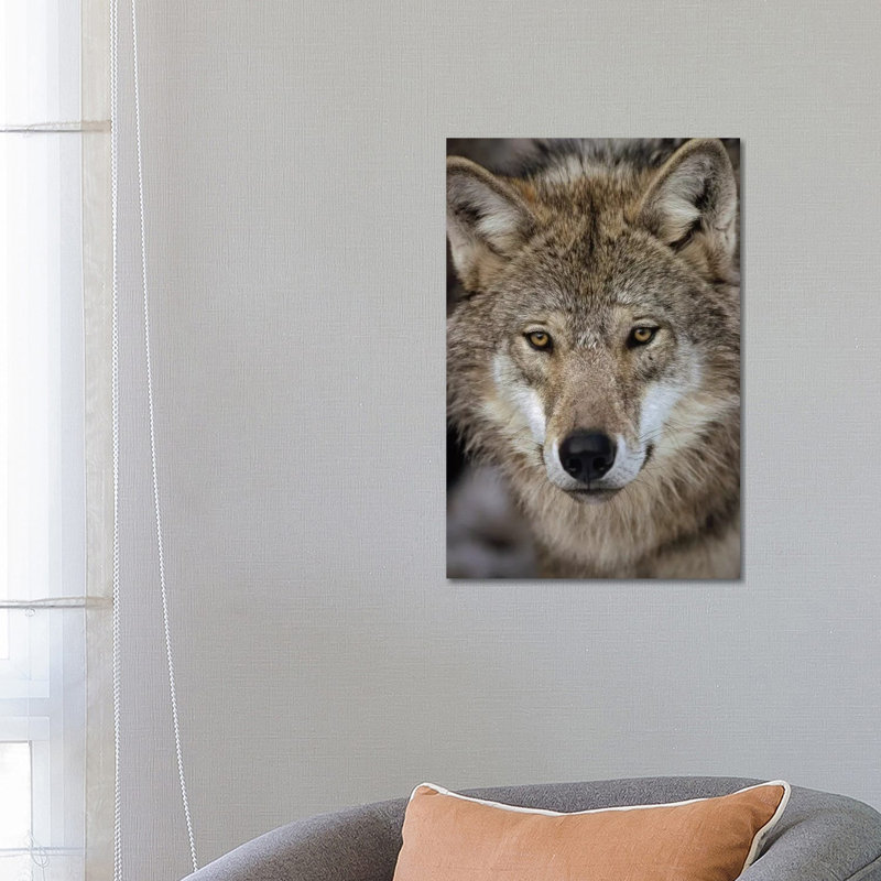 European Wolf Portrait, Sweden by Konrad Wothe - Wrapped Canvas Print, 66.04cm H x 45.72cm W x 1.91cm D
