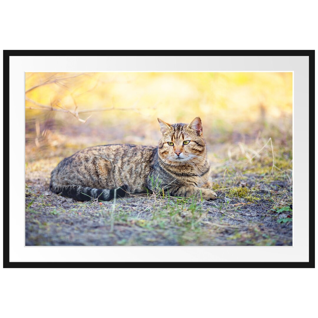 Gerahmtes Poster Ruhende Katze im Wald