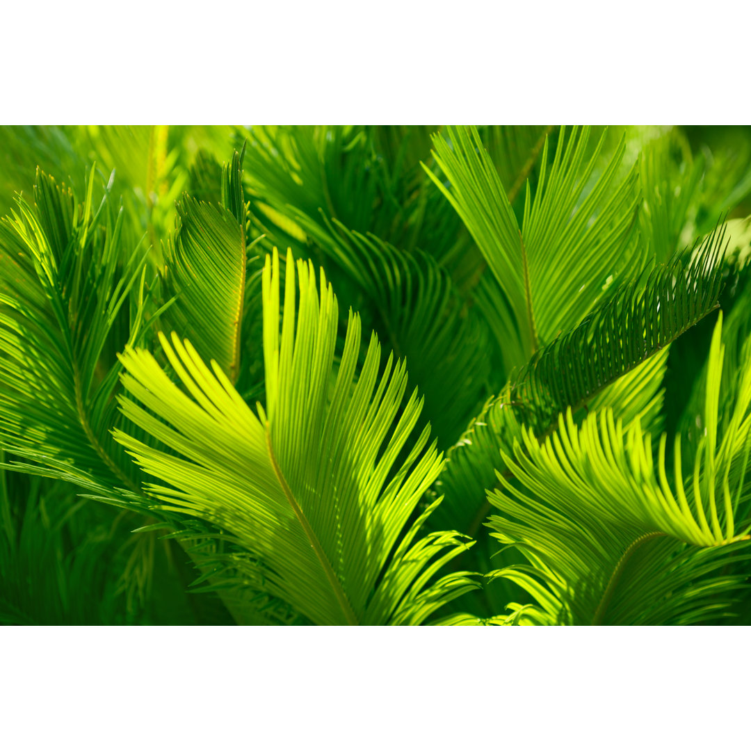 Palm Leaf Background von Jasmina - Leinwandbild