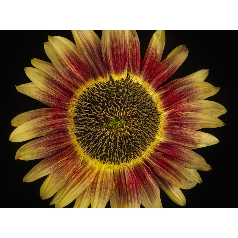 «Candy Mountain Sunflower» par Harold Davis - photographie, H 24 po x l 32 po, Toile tendue