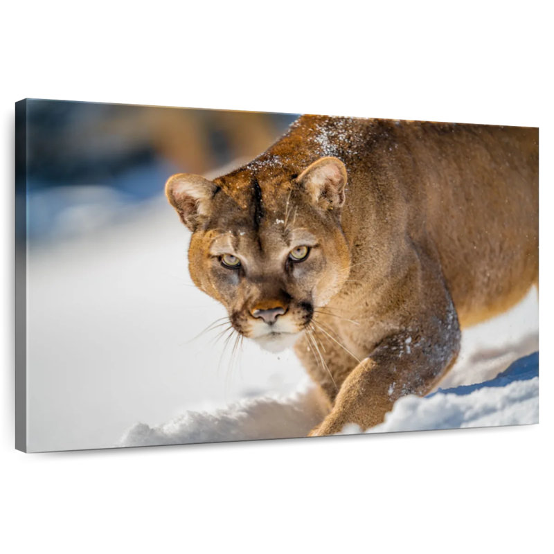 Brampt Cougar In Snow, 32" H x 48" W