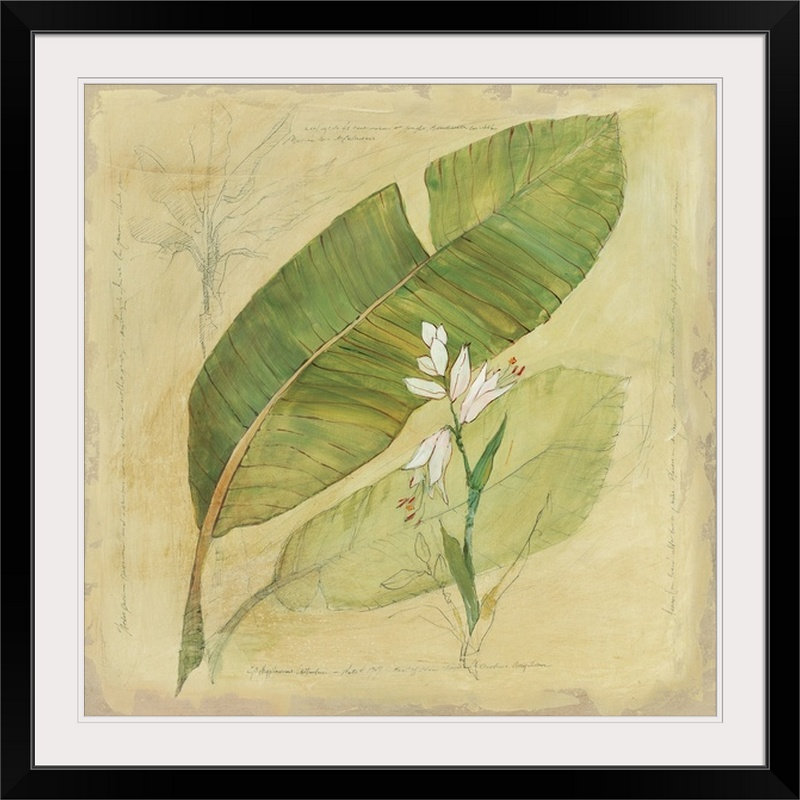 «Botanical Study I» Sola, reproduction d'art, H 24 po x l 24 po x P 1 po, Cadre noir