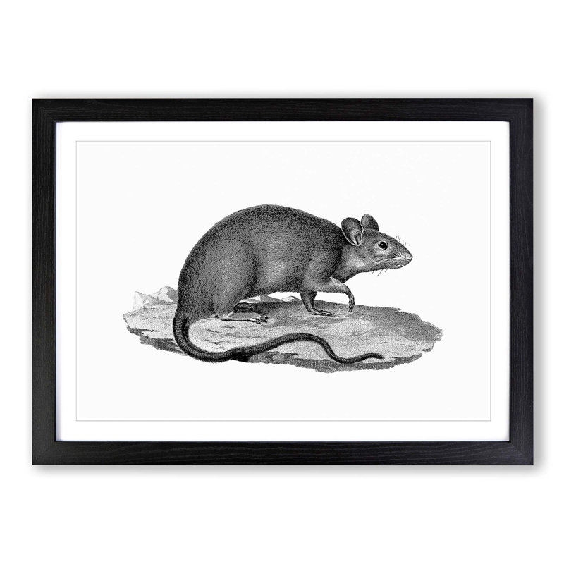 Rat Illustration - Framed Print, 27cm H x 36cm W x 2cm D, Black Framed