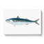 Mackerel Fish by Edward Donovan - Wrapped Canvas-55365132