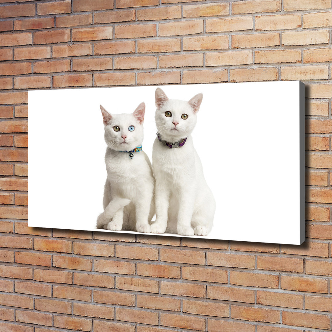 Weiße Katzen - Kunstdrucke auf Leinwand - Wrapped Canvas