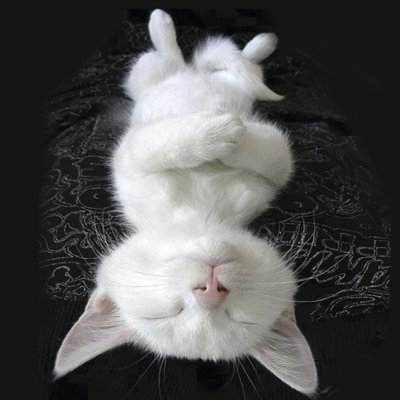 " Cat Yoga III " by R. NOB