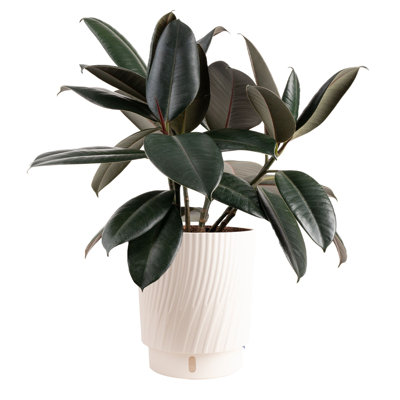 Burgundy Rubber Plant in Basket