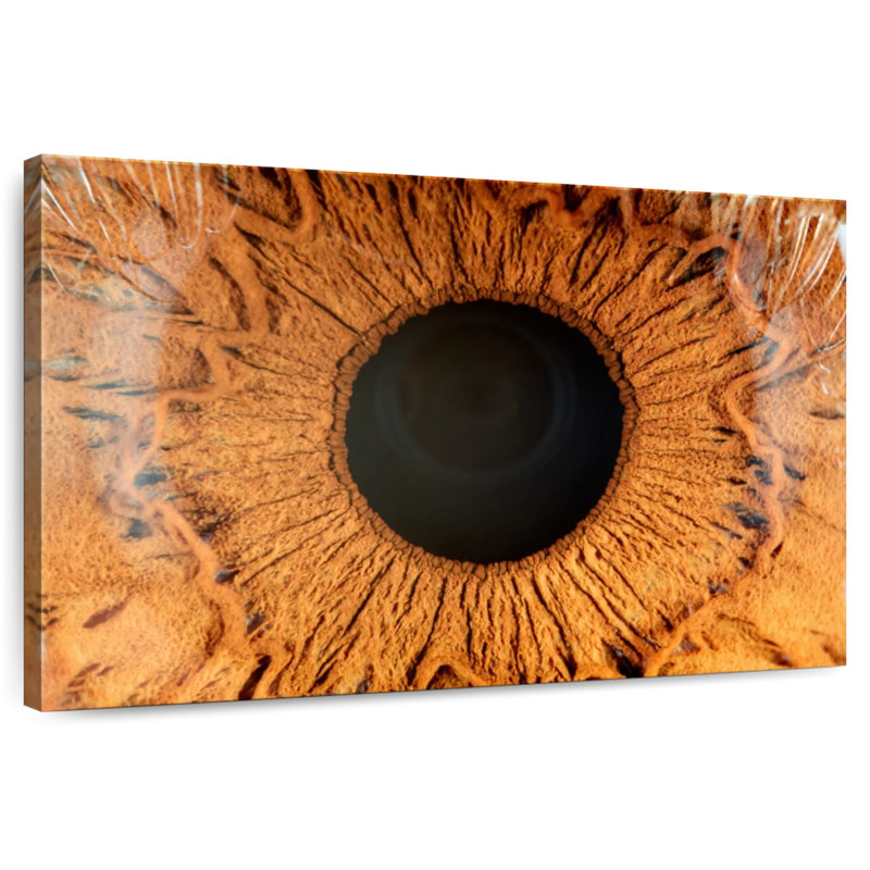 Alcaraz Brown Iris, 16" H x 24" W