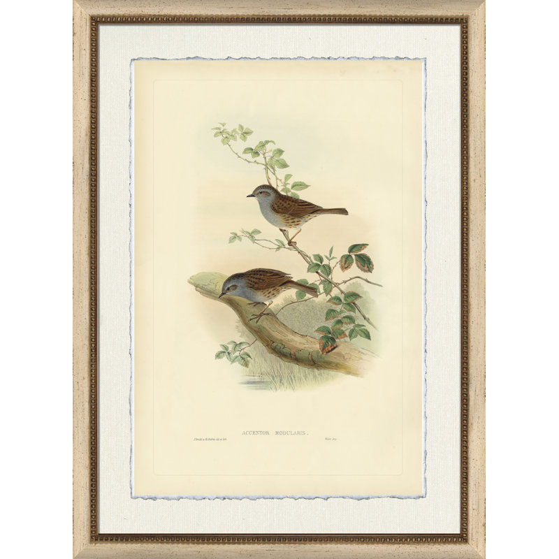 Accentor Modularis Painting
