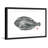 " Dover Sole " by Andrew Clay-20586378