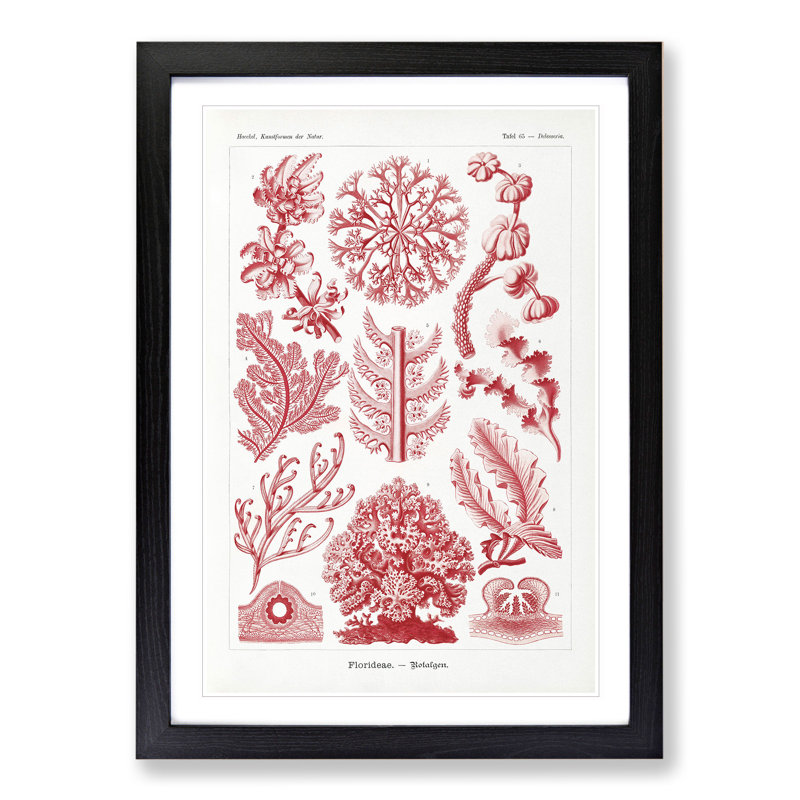 Florideae Red Algae by Ernst Haeckel - Picture Frame Graphic Art, 48cm H x 36cm W x 2cm D, Black Framed