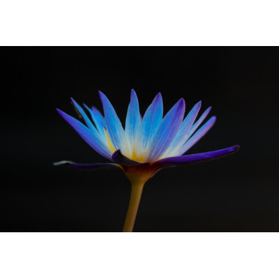 Smokrovic - Wrapped Canvas Art Prints