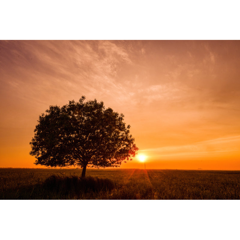 A Solitary Tree - Wrapped Canvas Print, 20cm H x 30cm W x 3.8cm D