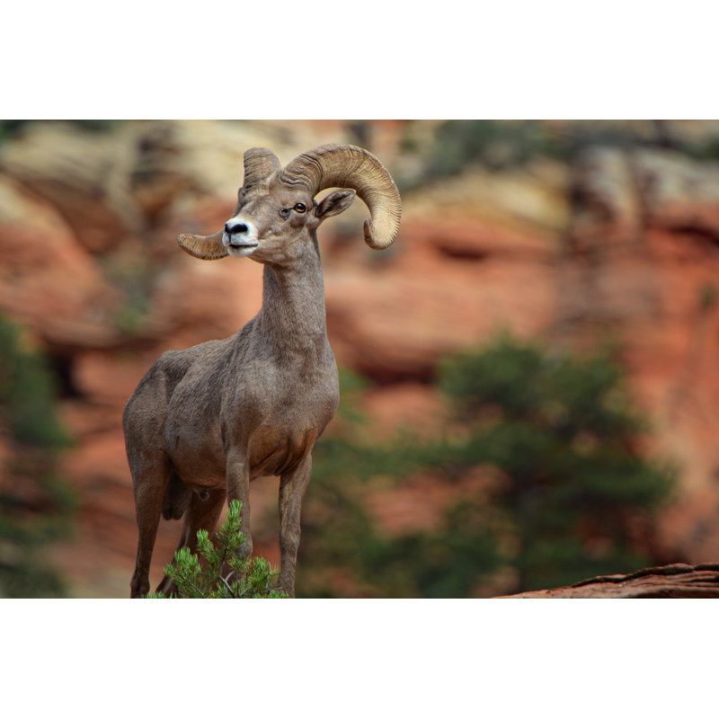 Bighorn Sheep by Nature's Fingerprint - Wrapped Canvas Print, 30.48cm H x 45.72cm W
