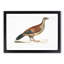 Curria Partridge Illustration by John Edward Gray - Framed Print-55491251-55491252