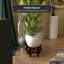 Fishbowl Stand-803469893