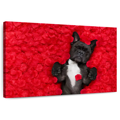 Bouledogue français Brampt Valentines