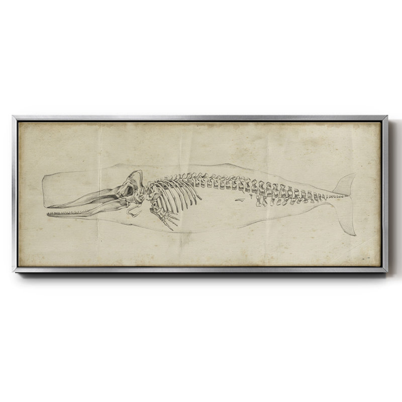 Whale Study II, reproduction d'art sur toile, H 12 po x l 30 po x P 1,5 po, Argent