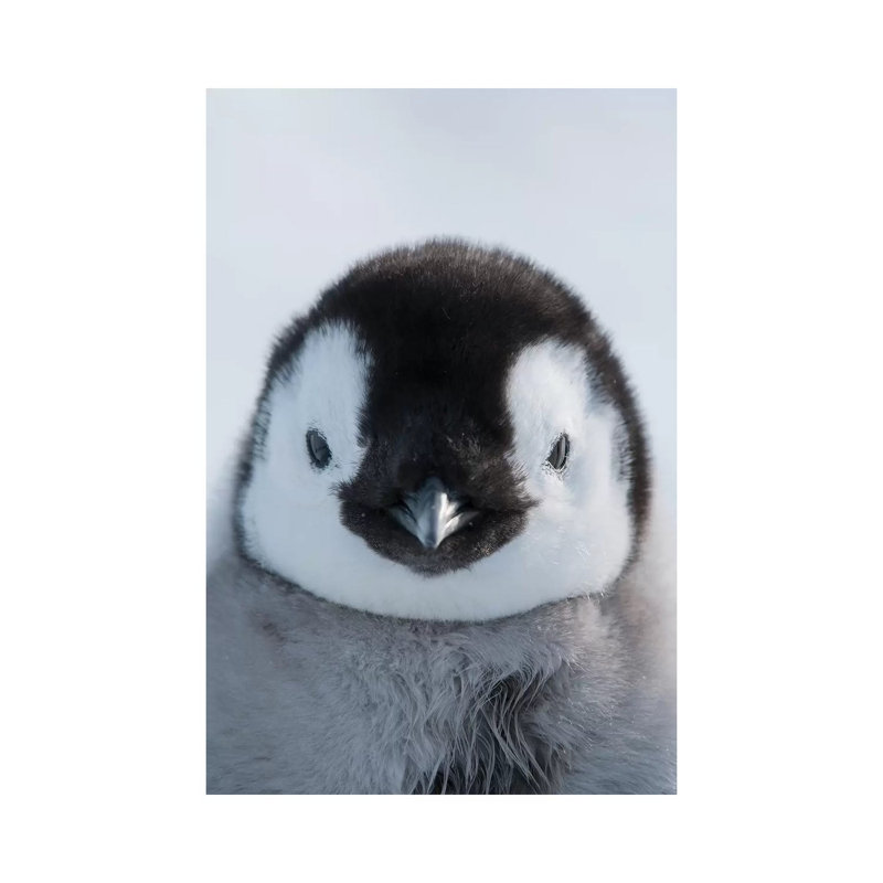 Emperor Penguin Chick, Prydz Bay, Eastern Antarctica by Tui De Roy - Wrapped Canvas Print