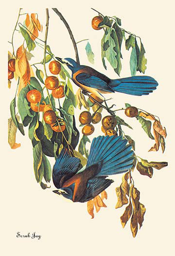 Reproduction d’art sur toile, "scrub jay" par john james audubon, H 42 po x l 28 po x P 1,5 po