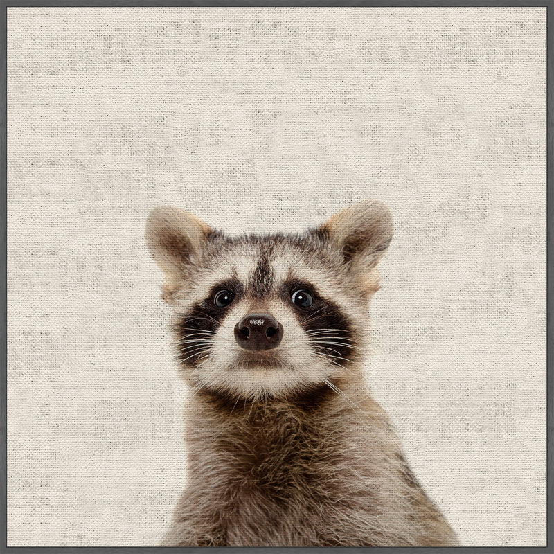 Shocked Raccoon - Drawing on Canvas, 81cm H x 81cm W
