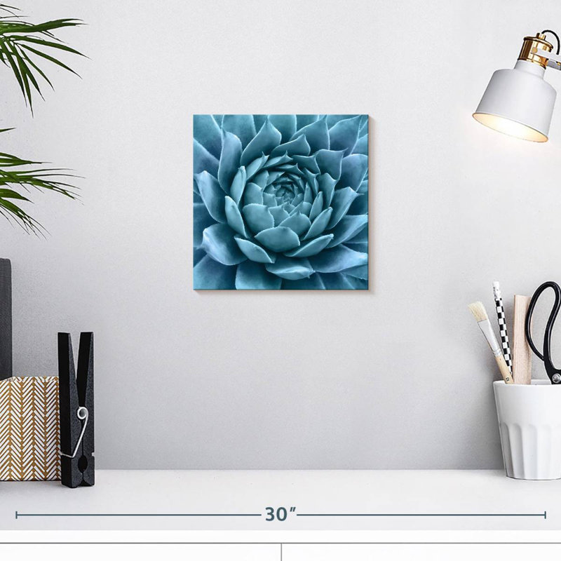 Agave bleu argenté, H 10 po x l 10 po