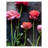 Ranunculus I - Wall Art