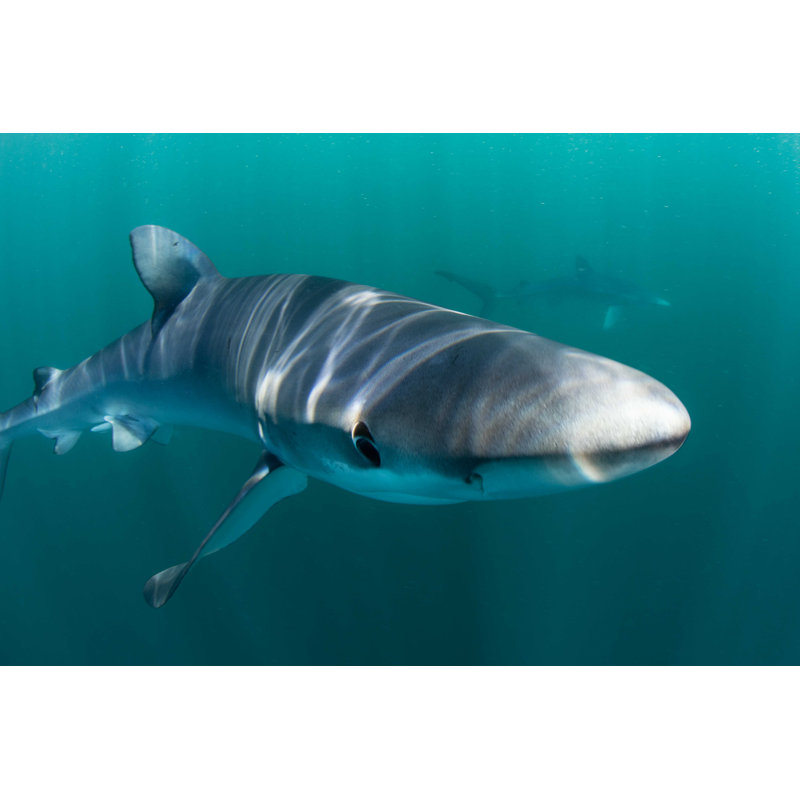 " Closeup Of Shark " by Velvetfish, 8" H x 12" W