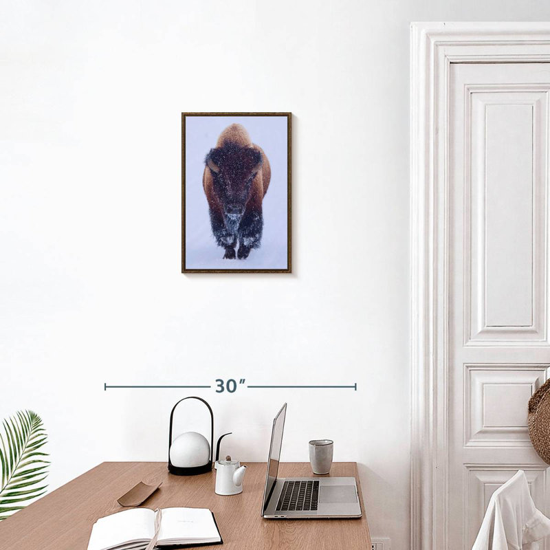 Bison dans la neige, Floating Frame Walnut, 13" x 19"