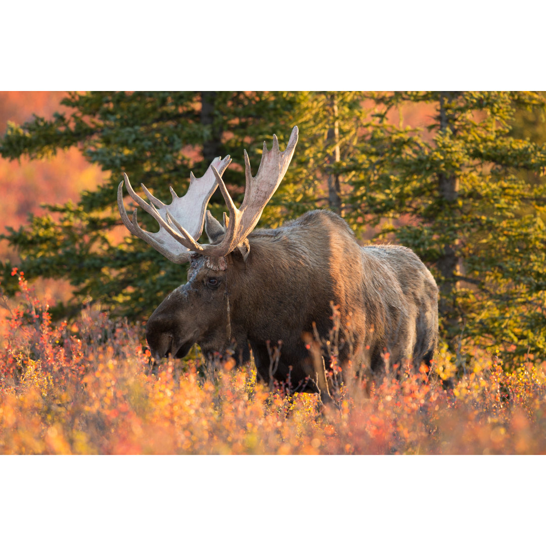 Bull Moose von Rpbirdman - Kunstdrucke auf Leinwand