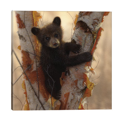 Curious Black Bear Cub I by Collin Bogle - Print on Canvas