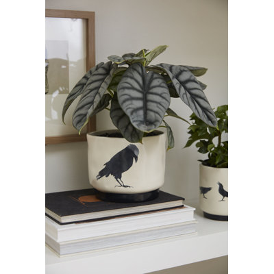 Corvus Pot 6"x 4.75"