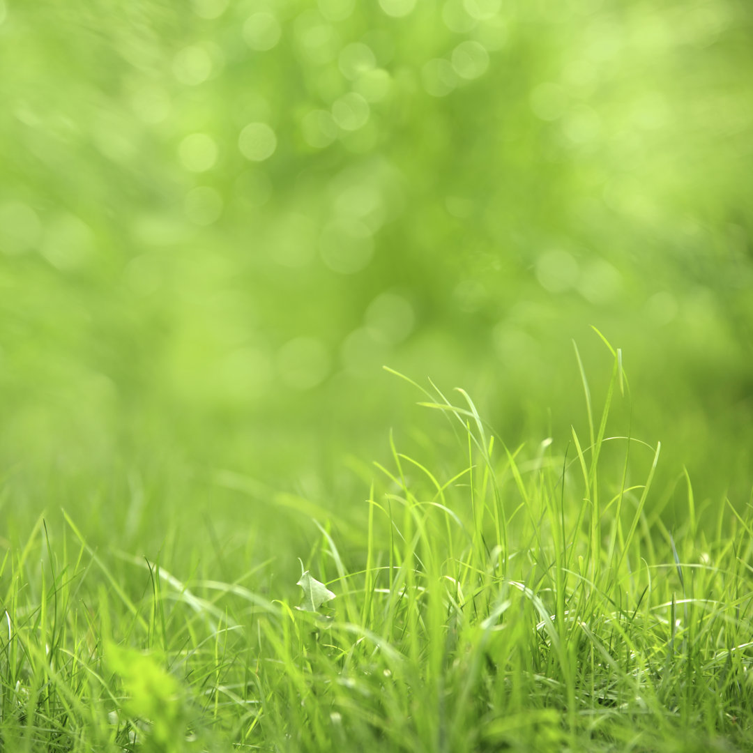 Beautiful Green Grass von Imagedepotpro - Kunstdrucke