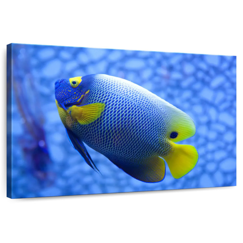 Angelfish bleu corail Brampt, H 20 po x l 30 po