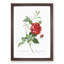 Blood-Red Bengal Rose by Pierre-Joseph Redoute - Picture Frame Graphic Art Print-55545341-55545340
