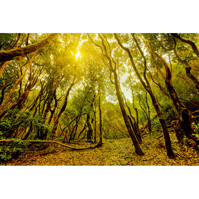 Rainforest Trees In Canary Islands by Zodebala - No Frame Print on Canvas, 61cm H x 91cm W