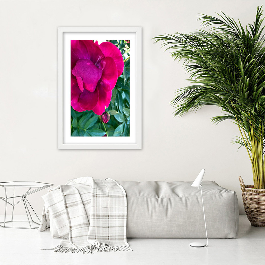 Gerahmter Grafikdruck, Pfingstrose Blume Rosa Natur